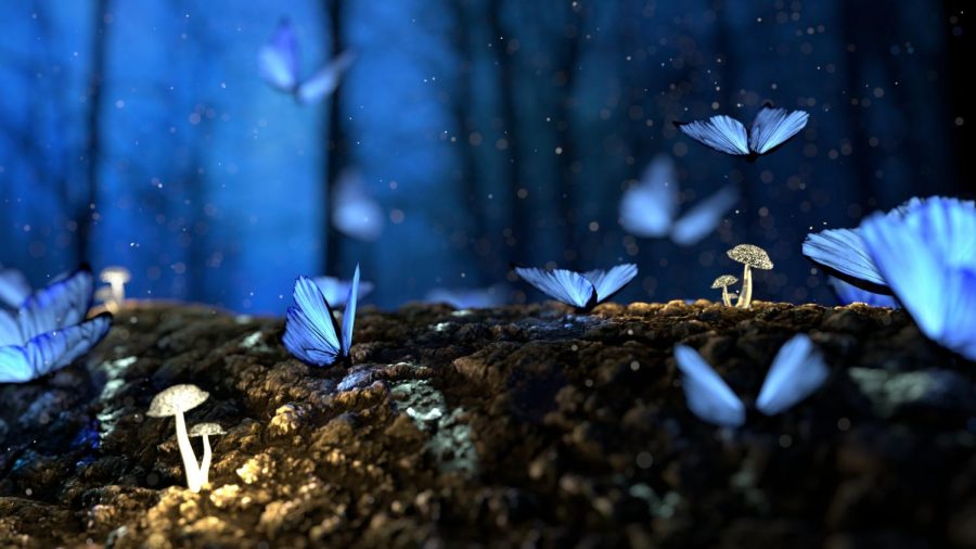 This is a caption about butterflys