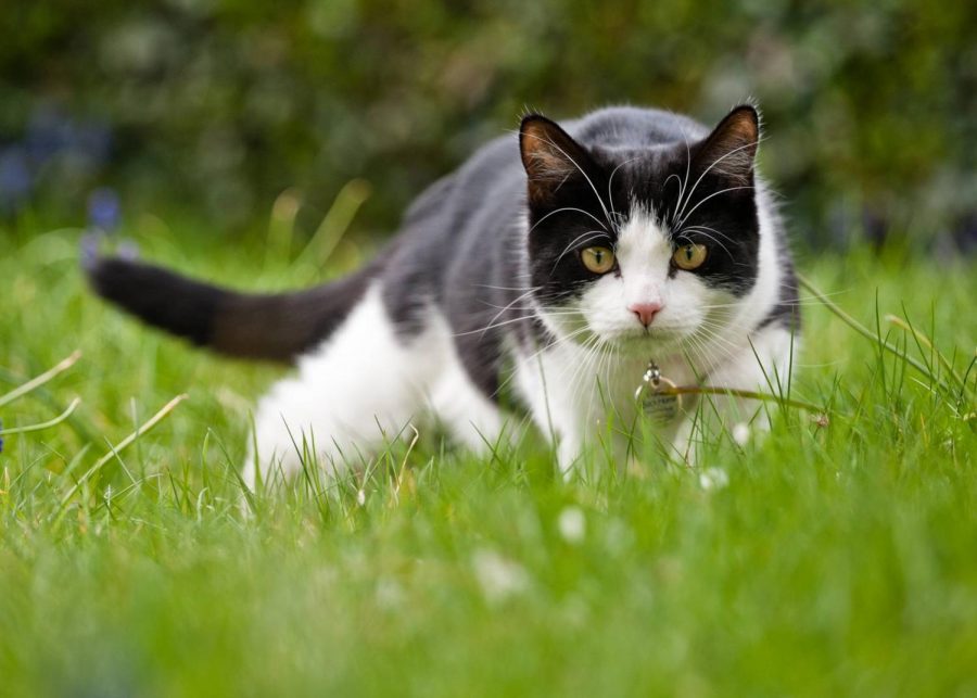 This is my caption for the cat photo.